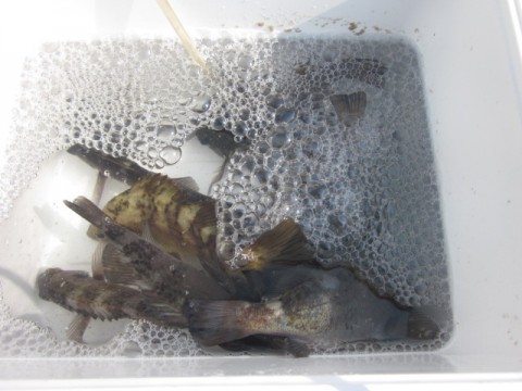 fikwa5x7ctsmu3sof9yo_480_480-489308b8.jpg