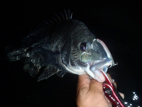 fisbxnen46bdjbddf2zc_480_480-719858de.jpg