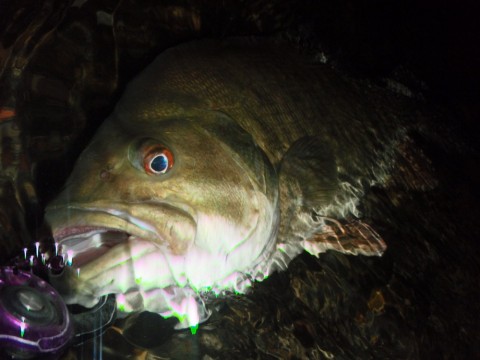 fivus7d2vs9hhhmr9fhx_480_480-7e3bd115.jpg