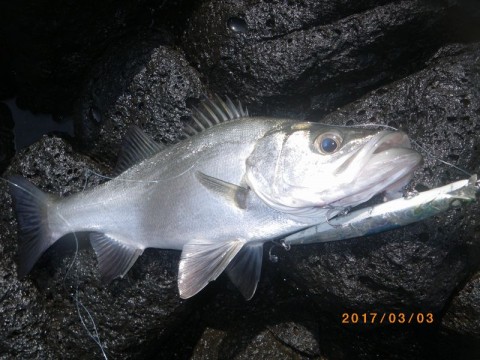 fiwvx5uoz5tugghaon4d_480_480-27923c42.jpg