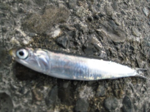 fj3kigybaiuuj4658yo6_480_480-9c87e45e.jpg