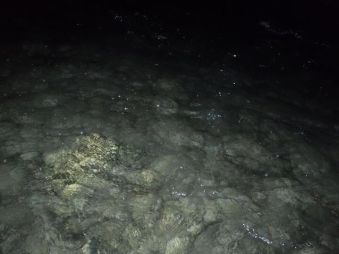 fjxzzshersnyi78fsrb4_480_480-5f479c9b.jpg