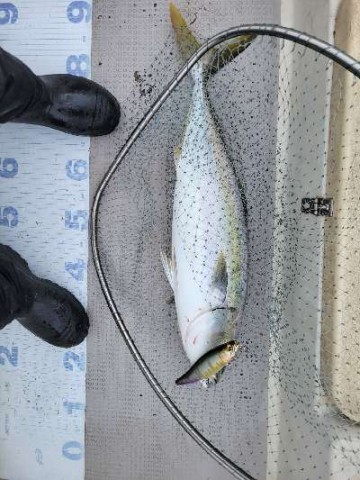 fk63ocu7miuxwuzmg5dk_480_480-11ea0899.jpg