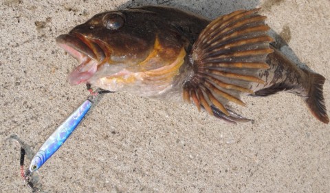 fkkirpnfkgibah6chmar_480_480-ea970c94.jpg