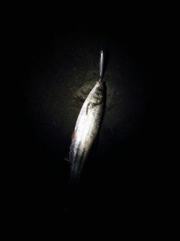 fkpgwfbbrr432j2sj9us_480_480-fa484dbb.jpg