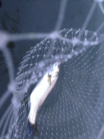fkxdww6k97c6svfg9hno_690_920-6a02911e.jpg