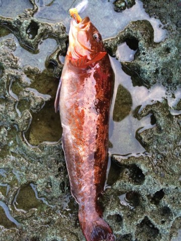 fmdzfmzjpz849baitocg_480_480-9da6f815.jpg