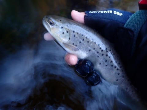 fmt65kzhxgjggnhjmpr4_480_480-a07c657b.jpg