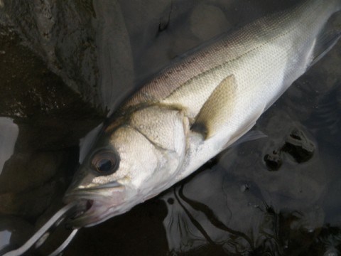 fn2994uwfcgieaugvtfc_480_480-6397f27d.jpg