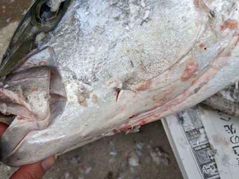 fnby4gftetebmfvg6dfz_480_480-3c679eba.jpg
