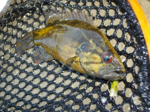 fncfjy4x6cvoapvtuhrg_480_480-9b7c7364.jpg