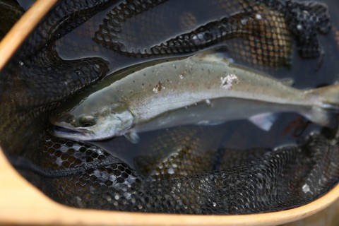 fnixv86e75kjmcodnpc7_480_480-d6b33726.jpg