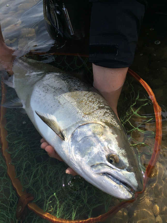 フライロッド探究者: ufm Trout Stinger BORON TSS-64 Ti