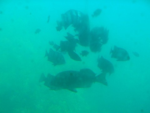 fnnmgn5rhzfwbnc3zdsc_480_480-a7aad996.jpg