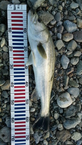 fnr5i4bat8yvwwobn2ko_518_920-1fc8b56c.jpg