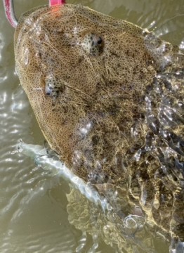 fny4kdja4xsg2fijnvtb_350_480-8509dbba.jpg