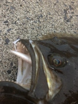 foahasnxh6amwbywi33a_361_480-c906412e.jpg