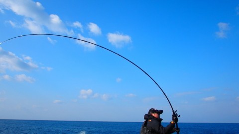 fob3jw7ppo5xtxszeuae_480_480-c0850868.jpg