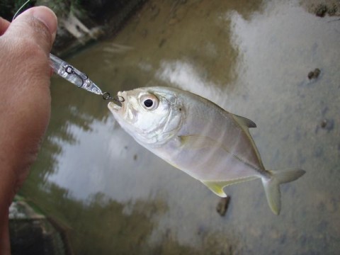 fp9ikff652tc2itewdaw_480_480-b371862f.jpg