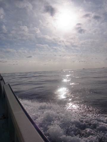 fp9s4xmzi4i5bjty8jyx_480_480-368ae436.jpg