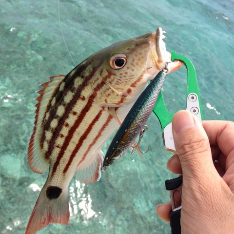 fpba9jbr7u97ktbpnh98_480_480-42763f4a.jpg