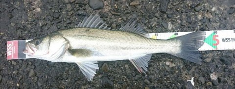 fpmnh4h7wp7nakunbc6w_480_480-94d57535.jpg