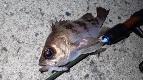 fr56gapsug28dm8zfu35_480_480-65d2c0bb.jpg