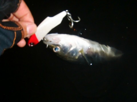 frnuhr7rig9e9fkixx6o_480_480-2d077bbd.jpg