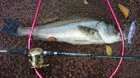 frsncw55xhb8fxietxak_920_518-c23d020c.jpg