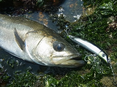 fs4cd92rvsfpaskws23y_920_690-dfb931f2.jpg