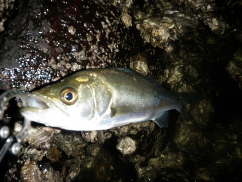 fs5xfxgiiy2bf4p443df_480_480-c72820b4.jpg