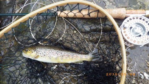 fs8wz47msa3egvgssktz_480_480-e7ab86f4.jpg