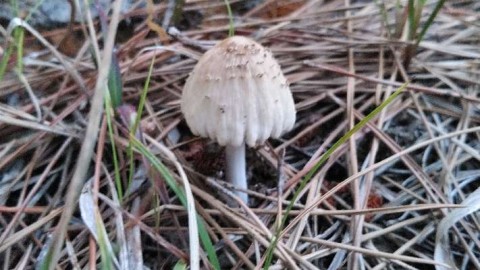 fsmfz3e87vnpeskjman8_480_480-f27896d6.jpg