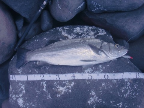 fstiobygffs5in87avhu_480_480-266d5e03.jpg