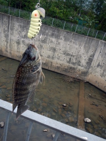 fstjv6k38f9amwshdbje_480_480-7525124a.jpg