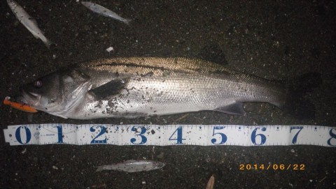 fswimxum654stph9kgjs_480_480-c738876a.jpg