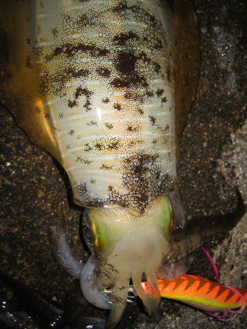 ftccwybpvgbjgpg5355s_480_480-46750eae.jpg