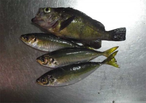 メバルとアジ