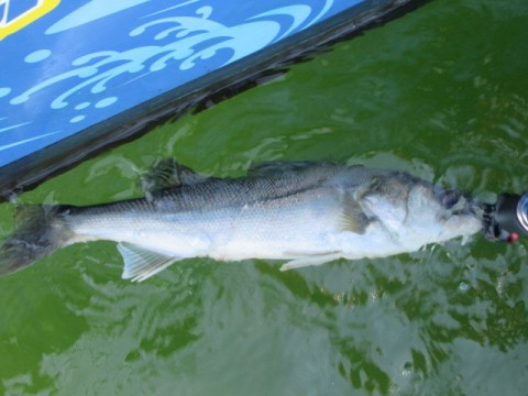 fts7w92mpaopdox3c2ad_480_480-086bb779.jpg