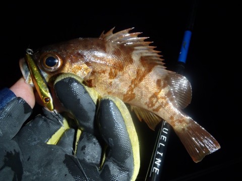 fuaw59dpkdpowfhw7x47_480_480-dee3bf09.jpg