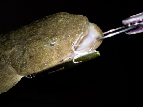 fubvokfsf45cr9wpuj7c_480_480-080e790f.jpg