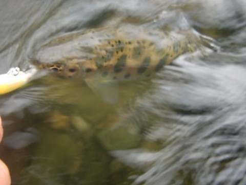 fug9ukwxcf4i7ha25nks_480_480-4712dd86.jpg