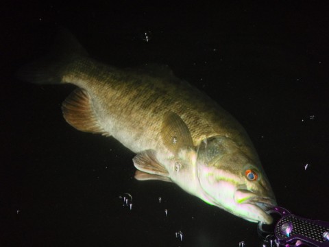 fuhm6kg8fo7s5khthdr3_480_480-22264b5a.jpg