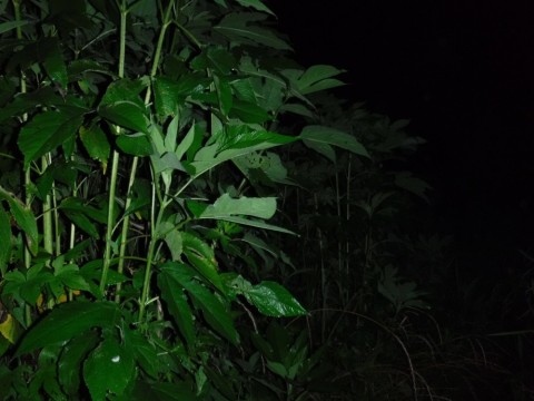 fumakfow3aegoset2jw8_480_480-c2f41c09.jpg