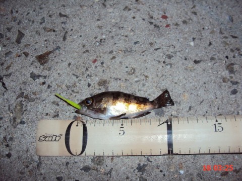 funoho3k9cstn6w8cawv_480_480-876c6895.jpg