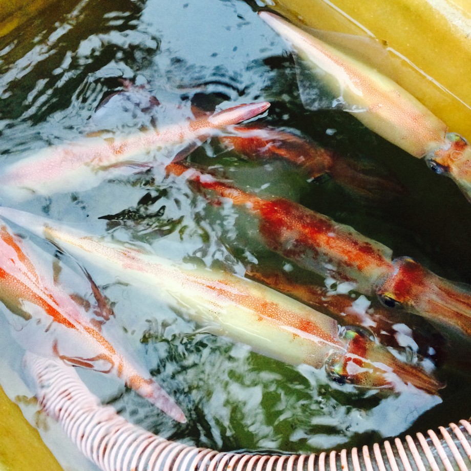 Whose Foods 八丈島 カンパチ 中深海ジギング コニファーはエサなのか Whose Foods 八丈島 カンパチ 中深海ジギング コニファーはエサなのか