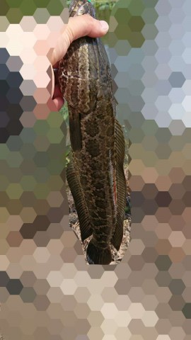 fvfadhtvcszmkcckgykk_480_480-0c3d45de.jpg