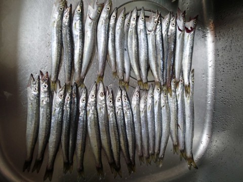 fw67tifkfsi5o38puuoc_480_480-1caf6c94.jpg