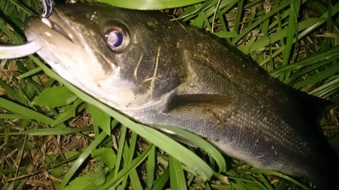 fwsw6nx5et685hsbkgcr_480_480-412095c1.jpg