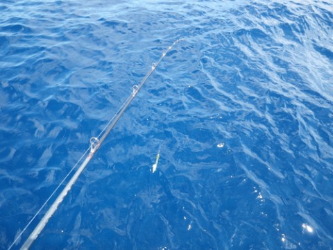fwtnp4rgo539pc6kzrck_480_480-9087e804.jpg